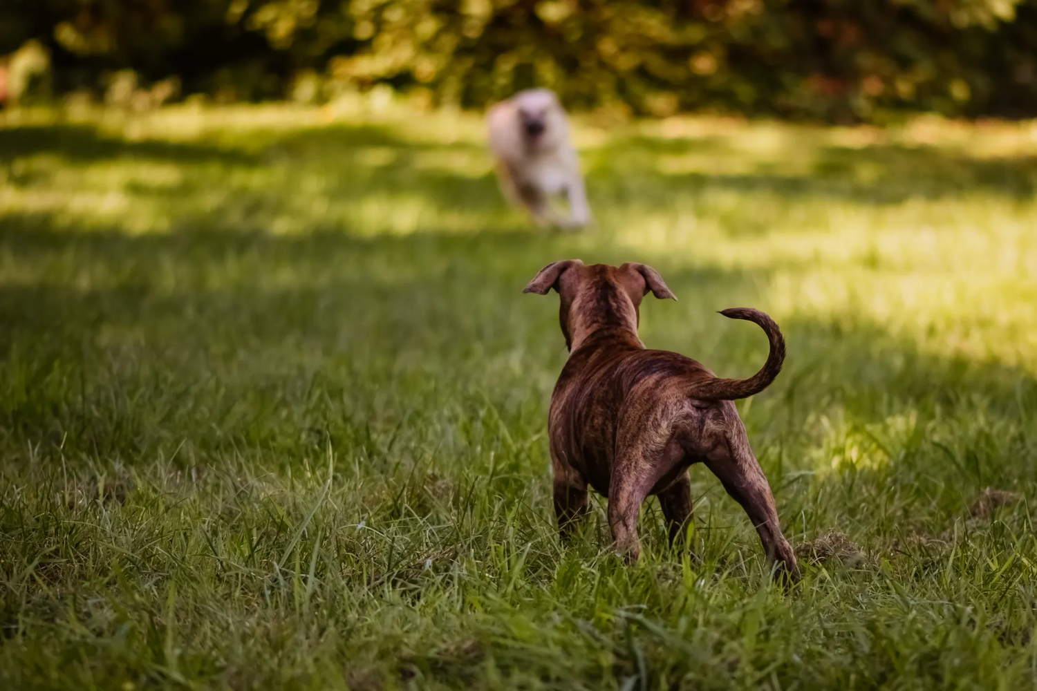 Best Dog Backyard Ideas