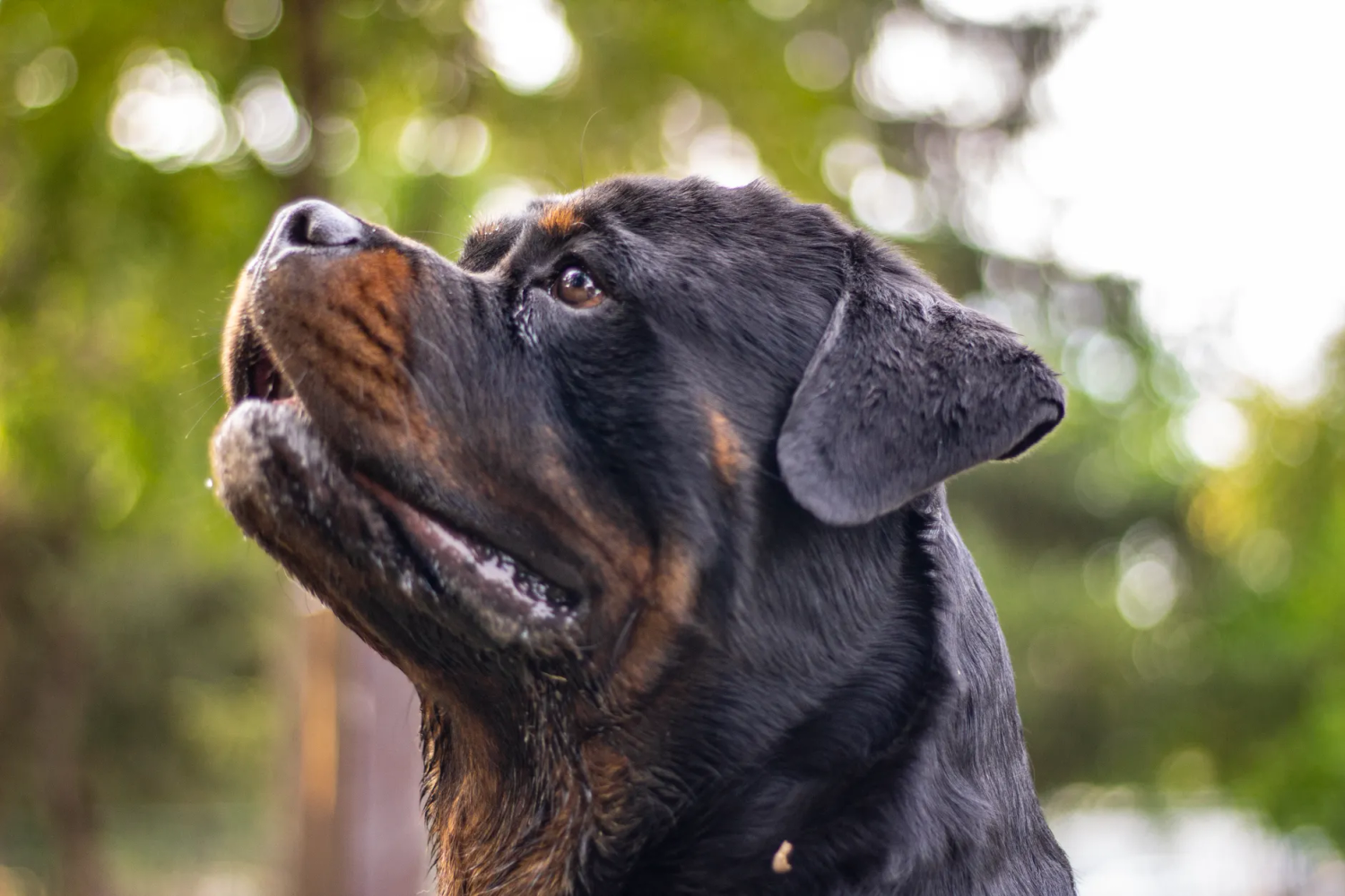Best Dog Food for Rottweilers
