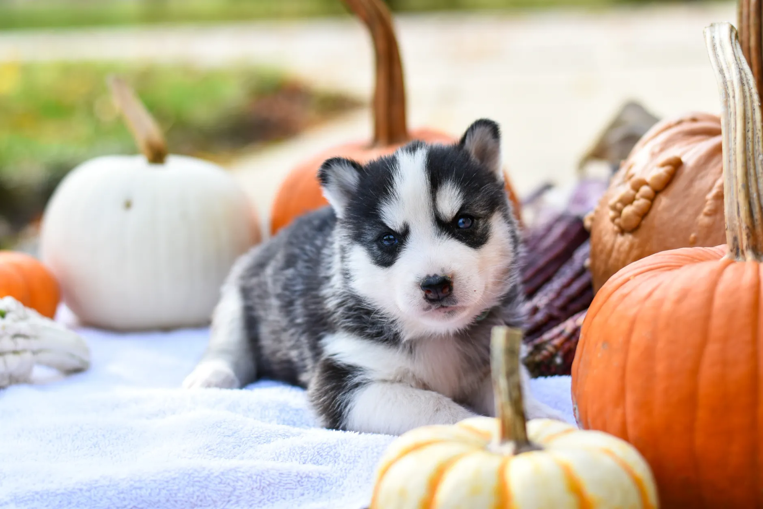 Soothing Salmon and Pumpkin Recipe for Allergic Dogs