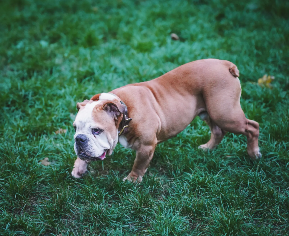 Dog Food for English Bulldogs
