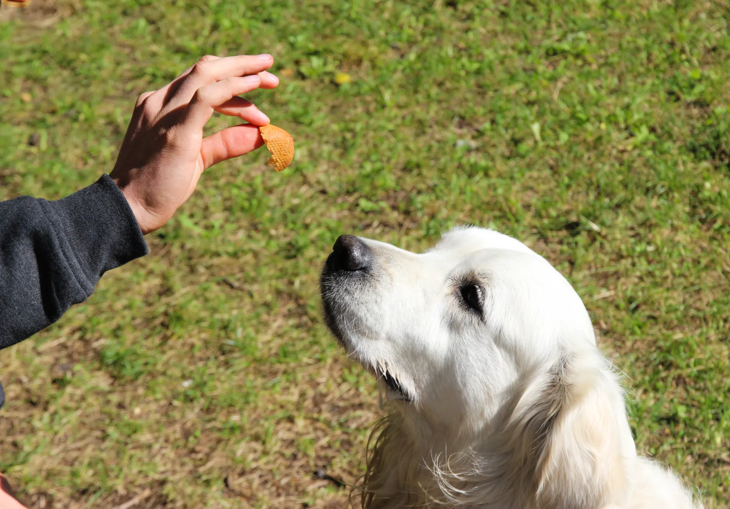 Cheesy Bacon Dog Training Rewards Recipe