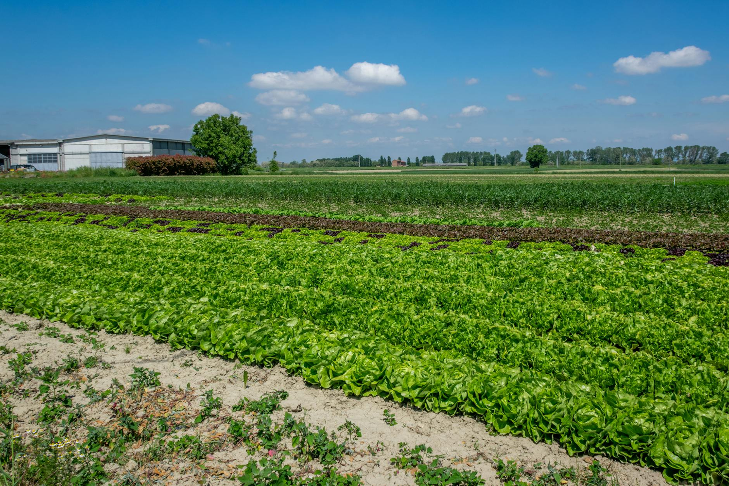 Visit a Fully Vegan Agriturismo Farm